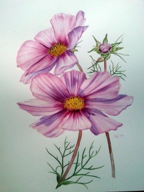 Cosmea