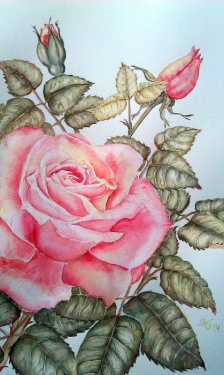 Rose
