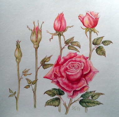 Rose aufblühend