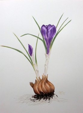 Krokus