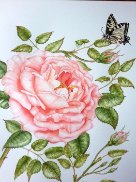 Rose