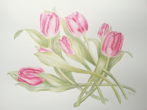 Tulpen