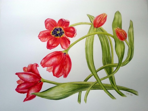 Tulpen