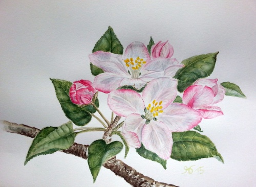 Kirschblüten