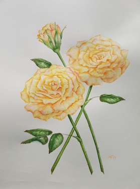 Rosen