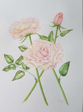 Rosen