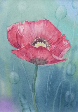 Mohn